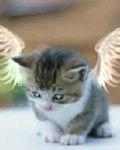 pic for Angelic Cat